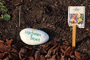 UgchelenBloeit-DR-1309.JPG